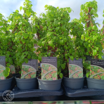 Hortenzia popínavá (Hydrangea anomala glabra) ´CRUG CORAL´- výška 40-60 cm, kont. C2L